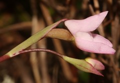 Disa rosea