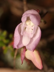 Disa rosea