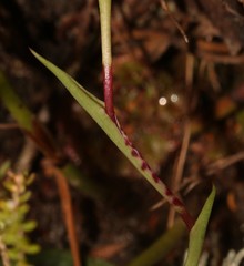 Disa rosea