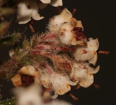 Erica perlata