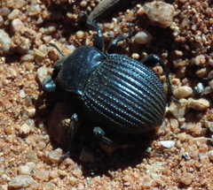 Gonopus