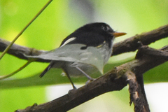Poecilotriccus capitalis