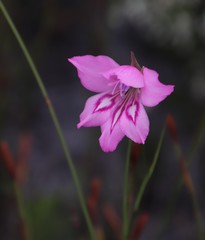 Gladiolus ornatus