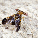 Themara maculipennis - Photo (c) budak, μερικά δικαιώματα διατηρούνται (CC BY-NC), uploaded by budak