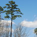 Pinus echinata - Photo (c) Douglas Goldman, osa oikeuksista pidätetään (CC BY), lähettänyt Douglas Goldman