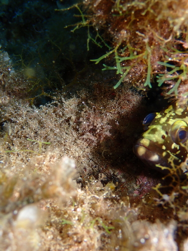 Epinephelus marginatus