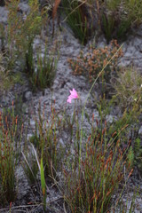 Gladiolus ornatus
