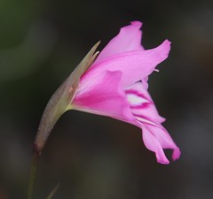 Gladiolus ornatus