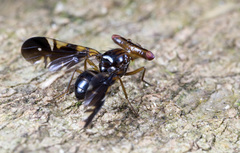 Themara maculipennis