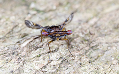 Themara maculipennis