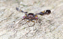 Themara maculipennis