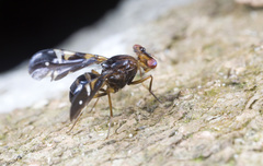 Themara maculipennis