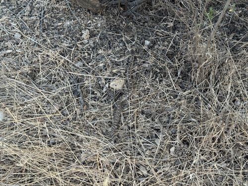 iNaturalist observation photo of Northern Pacific Rattlesnake