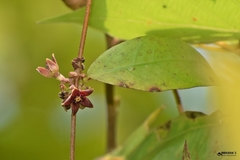 Hemidesmus indicus