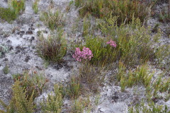 Erica gnaphaloides