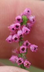 Erica gnaphaloides