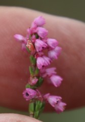 Erica gnaphaloides