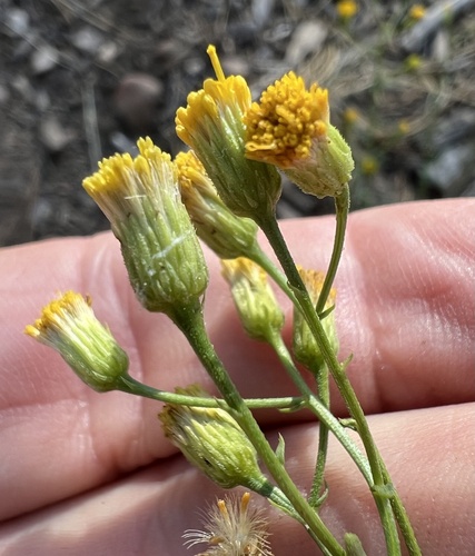 western rayless fleabane (Erigeron inornatus)