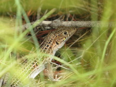Acanthodactylus erythrurus