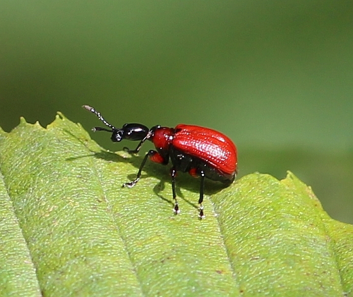 Hazel leaf-roller weevil