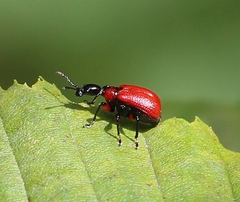 Hazel leaf-roller weevil