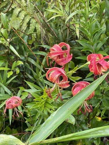 sandhills lily (Lilium pyrophilum)