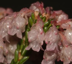 Erica brevifolia