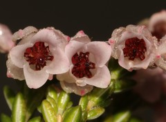Erica brevifolia