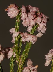 Erica brevifolia