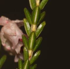 Erica brevifolia