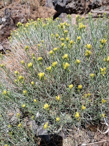 Ericameria nauseosa var. nana