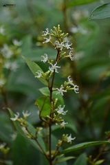 Ichnocarpus frutescens