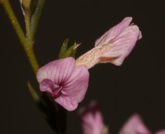 Amphithalea ericifolia scoparia