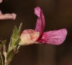 Amphithalea ericifolia scoparia