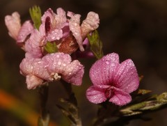 Amphithalea ericifolia scoparia