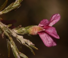 Amphithalea ericifolia scoparia