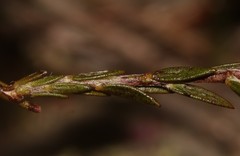 Amphithalea ericifolia scoparia