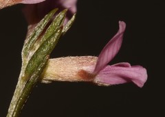 Amphithalea ericifolia scoparia