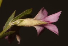 Amphithalea ericifolia scoparia