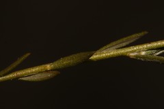 Amphithalea ericifolia scoparia