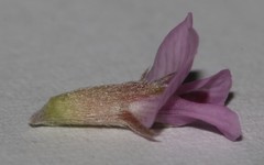 Amphithalea ericifolia scoparia