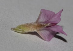 Amphithalea ericifolia scoparia