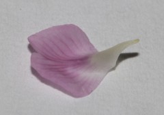 Amphithalea ericifolia scoparia