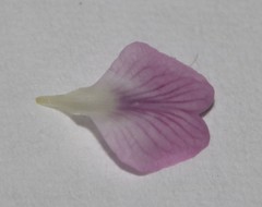 Amphithalea ericifolia scoparia