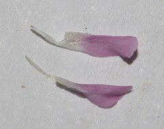 Amphithalea ericifolia scoparia
