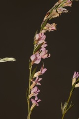 Amphithalea ericifolia scoparia