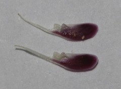 Amphithalea ericifolia scoparia