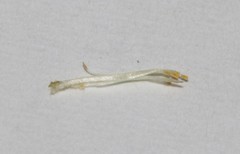 Amphithalea ericifolia scoparia