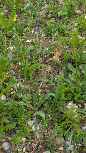 Camelina sativa, photograph 6