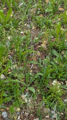 Camelina sativa, photograph author not stated, no rights reserved